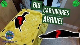 New Reptiles Arrive at the Ark!