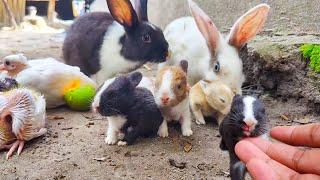 World's smallest bunny rabbit | The Cutest Baby Rabbits In The World