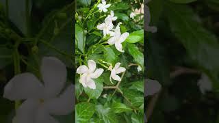 Chandni flowers beauty #gardenplants #garden #facts #experiment #nature