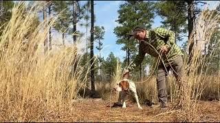 Quail and Birddogs!