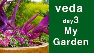 Veda Day 3 : My Shade Garden here in Dallas Texas