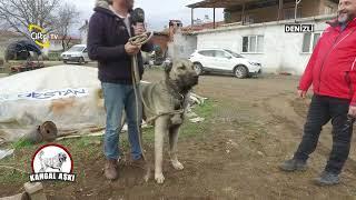 Bu Hafta Denizli'de Kangal Yetiştiricileri İle Birlikteyiz - Kangal Aşkı / Çiftçi TV