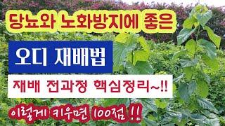 당뇨와 노화방지에 좋은 오디 재배법 - 이렇게 키우면 100점~!! #오디나무 1년차 수형 잡는법 #전지법#병충해 방제 #오디나무 속성