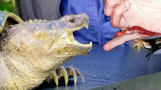 Schnappschildkröte nimmt Rache | Alligatorschildkröte beißt Mensch (Geierschildkröte)