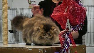 CFA International 2016 - Purple Show.Persian kitten tabby class