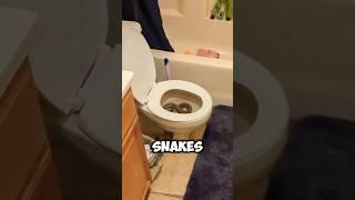 DONOT panic! snakes in toilets 