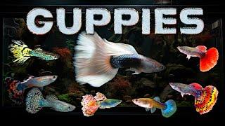 Best Guppies for your Aquarium and Guppy Fish Varieties – Guppy Beginners Welcome!