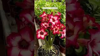 Rare Imported Adenium Plant Online Shopping 🪴 #adenium #plants #garden