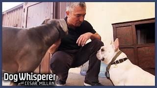 Rhona Mitra's Aggressive French Bulldog Picks A Fight With Everyone |Dog Whisperer With Cesar Millan