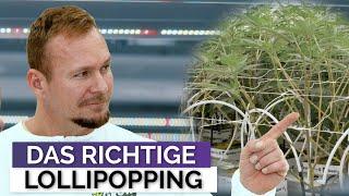 Das richtige Lollipopping | How to grow, Homegrow