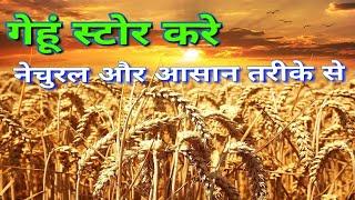 गेहूं को स्टोर करने का jewik तरीका एक साल तक नही ख़राब होगी how to store wheat with jewik formula