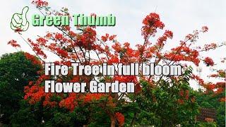 #10 Fire Tree in full bloom; Flower Garden / LEI ANGELES