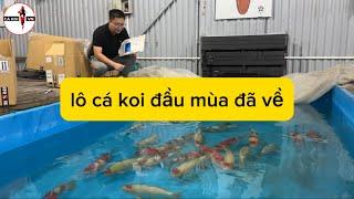 lô cá đầu mùa cá koi mới về tới Hà Nội