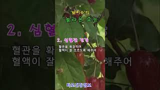 보리수열매효능 #보리수효능