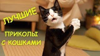 КОШКИ 2020 Смешные Кошки Приколы Кошками и котами Funny Cats 2020