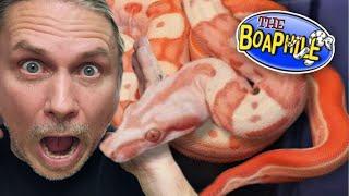 MEET THE RAREST BOA CONSTRICTOR COLLECTION IN THE WORLD!! | BRIAN BARCZYK