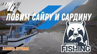 ⭐ Ловим сайру и сардину / Норвежское море / Русская рыбалка 4 / #рр4