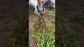 Бизнес дополнительно Выращивание помидор чери ценник на помидор был 50 гр за 1кг доход сверх прибыль