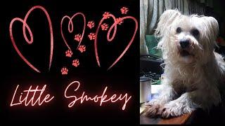 Paw Prints Forever on My Heart