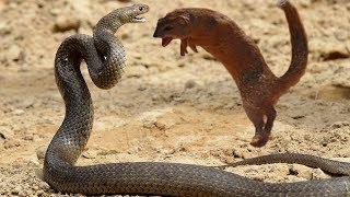 Snakes Fight Mongoose To Death   Snake Vs Mongoose Best Attack In Africa