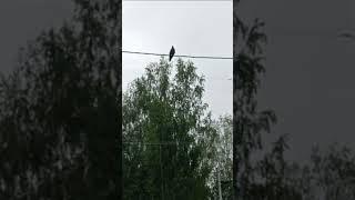 Коршун #коршун #птицы #bird #kite