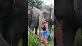 Asian Elephant Conservation _ Elephant Protection | A Story of Hope and Redemption