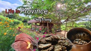 Pick banana blossom in the farm and cook dinengdeng and torta for dinner | Life in the province