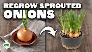 Weird Way to Regrow Onions For Better Results!