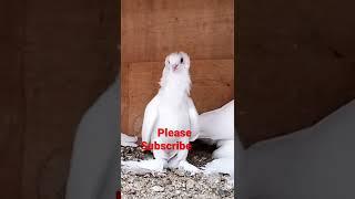 very beautiful pigeon in Saudi Arabia #shorts #subscribe