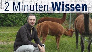 2 Minuten Wissen: Wie ortet man Alpacas (und andere Tiere)? [FAU Science]