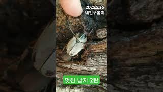 국립수목원의 멋진 남자 2탄~안될것 같으니 후퇴~온몸으로 그녀를 감싸고 보호합니다. 손이 빌런됐어요.#사슴풍뎅이 #멋진남자 #좋을때 #국립수목원 #벌볼일있는사람들