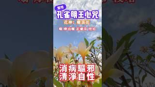 解毒神咒｜孔雀明王心咒｜消病驅邪 清淨自性｜訂閱 分享 法布施 歡迎轉發 功德無量 #心靈雞湯 #正能量 #愛 #人生感悟