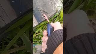 взрыв петарды корсар 1 от цф