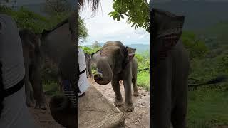 Consider Chai Lai Orchid on your next Chiang Mai travel  #shorts #youtube #thailand #travel #stay