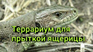 Как обустроить террариум для прытких ящериц???