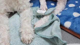 강아지 발습진에 효과좋은 방법.  발 습진 심했던 아토피성 피부 #강아지 가  요즘은 동물병원 선생님께 칭찬 받습니다^^