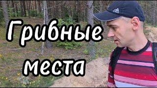 Как найти грибные места?