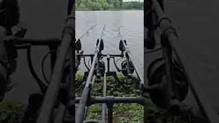 CARP RUN #carpfishing
