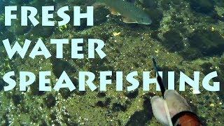 Freshwater Spearfishing in a Small River [2018]