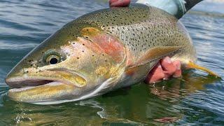 These LARGE TROUT were eating HOPPERS at Spinney Mountain Reservoir