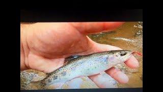 Flyfishing In Georgia for Wild Rainbow Trout.