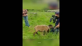 How to escape from the sheep? #shortvideos #facts #amazingfacts