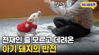 '앉아' 하면 앉는 강아지보다 똑똑한 천재 돼지 I KBS 굿모닝 대한민국 201005 방송