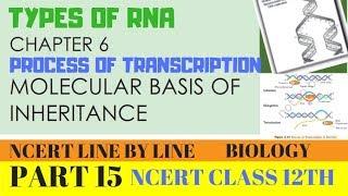 PART15-TYPES OF RNA AND PROCESS OF TRANSCRIPTION||CHAPTER 6 NCERT CLASS 12TH BIOLOGY