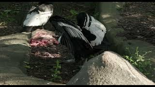Happy Hatch Day Andean Condor Gryph - Cincinnati Zoo