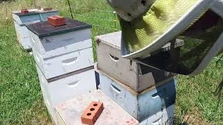 Using Bee Escapes & More