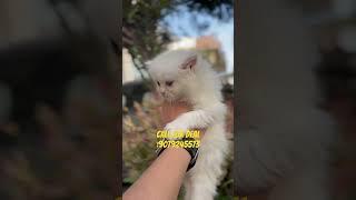 white kittens available #youtubeshorts #shorts #persiancatseller