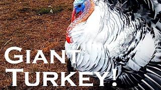 Morning Chores and a Turkey Mascot | Heartway Farms | Homesteaders Of America | Polyface Designs