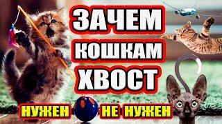 Зачем животным нужен хвост? Зачем собаке и кошке хвост?