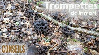 Trompettes de la mort, je vous dis tout ! Biotope et conseils.